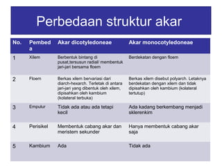 Perbedaan struktur akar 
No. Pembed 
a 
Akar dicotyledoneae Akar monocotyledoneae 
1 Xilem Berbentuk bintang di 
pusat,tersusun radial/ membentuk 
jari-jari bersama floem 
Berdekatan dengan floem 
2 Floem Berkas xilem bervariasi dari 
diarch-hexarch. Terletak di antara 
jari-jari yang dibentuk oleh xilem, 
dipisahkan oleh kambium 
(kolateral terbuka) 
Berkas xilem disebut polyarch. Letaknya 
berdekatan dengan xilem dan tidak 
dipisahkan oleh kambium (kolateral 
tertutup) 
3 Empulur Tidak ada atau ada tetapi 
kecil 
Ada kadang berkembang menjadi 
sklerenkim 
4 Perisikel Membentuk cabang akar dan 
meristem sekunder 
Hanya membentuk cabang akar 
saja 
5 Kambium Ada Tidak ada 
 