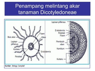 Penampang melintang akar 
tanaman Dicotyledoneae 
 