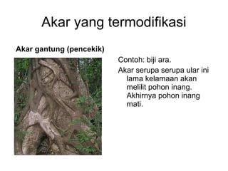 Akar yang termodifikasi 
Akar gantung (pencekik) 
Contoh: biji ara. 
Akar serupa serupa ular ini 
lama kelamaan akan 
melilit pohon inang. 
Akhirnya pohon inang 
mati. 
 