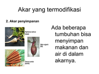Akar yang termodifikasi 
2. Akar penyimpanan 
Ada beberapa 
tumbuhan bisa 
menyimpan 
makanan dan 
air di dalam 
akarnya. 
 