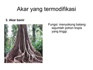 Akar yang termodifikasi 
3. Akar banir 
Fungsi: menyokong batang 
sejumlah pohon tropis 
yang tinggi. 
 