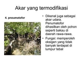 Akar yang termodifikasi 
4. pneumatofor • Dikenal juga sebagai 
akar udara. 
Penumatofor 
dihasilkan oleh pohon 
seperti bakau di 
daerah rawa-rawa. 
• Fungsi: memperoleh 
oksigen yang tidak 
banyak terdapat di 
lumpur tebal 
 