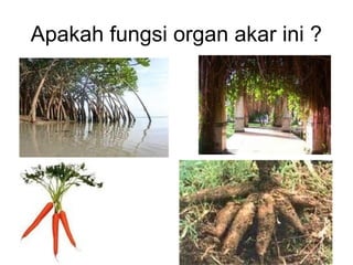 Apakah fungsi organ akar ini ? 
 