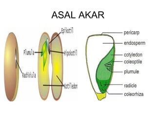 ASAL AKAR 
 