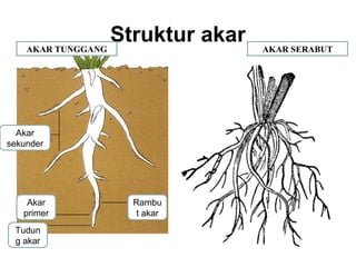 Struktur akar 
AKAR TUNGGANG AKAR SERABUT 
Rambu 
t akar 
Akar 
sekunder 
Akar 
primer 
Tudun 
g akar 
 