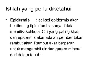 Istilah yang perlu diketahui 
• Epidermis : sel-sel epidermis akar 
berdinding tipis dan biasanya tidak 
memiliki kutikula. Ciri yang paling khas 
dari epidermis akar adalah pembentukan 
rambut akar. Rambut akar berperan 
untuk mengambil air dan garam mineral 
dari dalam tanah. 
 