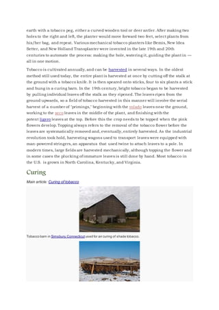 earth with a tobacco peg, either a curved wooden tool or deer antler. After making two
holes to the right and left, the planter would move forward two feet, select plants from
his/her bag, and repeat. Various mechanical tobacco planters like Bemis, New Idea
Setter, and New Holland Transplanter were invented in the late 19th and 20th
centuries to automate the process: making the hole, watering it, guiding the plant in —
all in one motion.
Tobacco is cultivated annually, and can be harvested in several ways. In the oldest
method still used today, the entire plant is harvested at once by cutting off the stalk at
the ground with a tobacco knife. It is then speared onto sticks, four to six plants a stick
and hung in a curing barn. In the 19th century, bright tobacco began to be harvested
by pulling individual leaves off the stalk as they ripened. The leaves ripen from the
ground upwards, so a field of tobacco harvested in this manner will involve the serial
harvest of a number of "primings," beginning with the volado leaves near the ground,
working to the seco leaves in the middle of the plant, and finishing with the
potent ligero leaves at the top. Before this the crop needs to be topped when the pink
flowers develop. Topping always refers to the removal of the tobacco flower before the
leaves are systematically removed and, eventually, entirely harvested. As the industrial
revolution took hold, harvesting wagons used to transport leaves were equipped with
man-powered stringers, an apparatus that used twine to attach leaves to a pole. In
modern times, large fields are harvested mechanically, although topping the flower and
in some cases the plucking of immature leaves is still done by hand. Most tobacco in
the U.S. is grown in North Carolina, Kentucky, and Virginia.
Curing
Main article: Curing of tobacco
Tobacco barn in Simsbury,Connecticut used for air curing of shade tobacco.
 