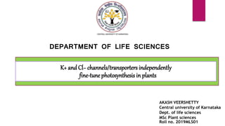 DEPARTMENT OF LIFE SCIENCES
AKASH VEERSHETTY
Central university of Karnataka
Dept. of life sciences
MSc Plant sciences
Roll no. 2019MLS01
K+ and Cl− channels/transporters independently
fine-tune photosynthesis in plants
 