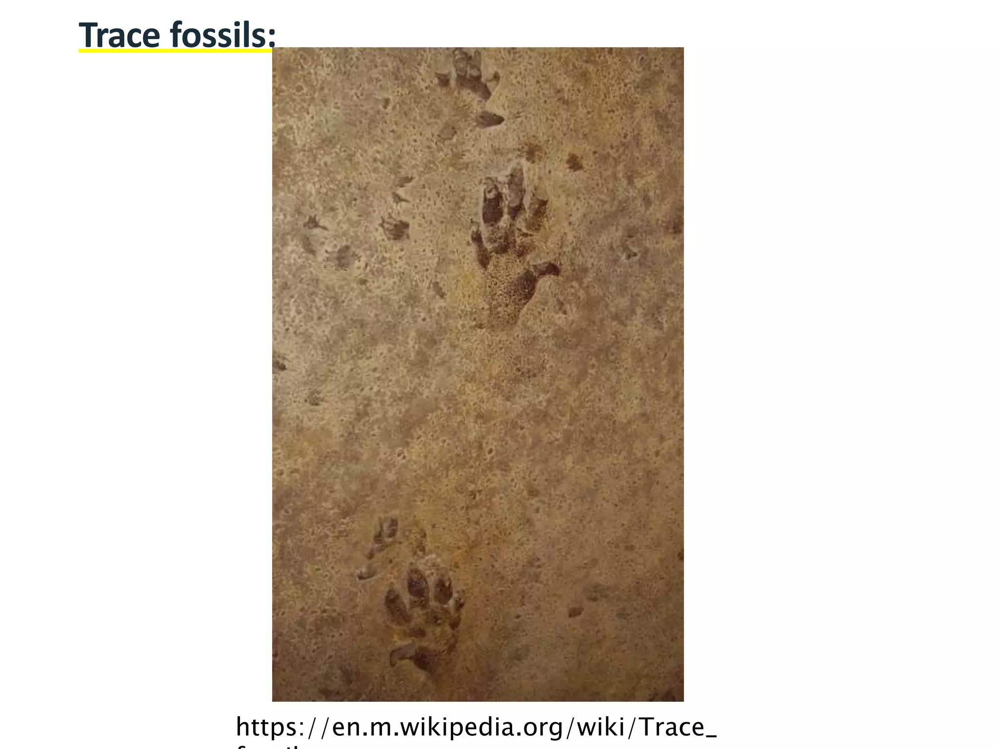 Trace fossils:
https://en.m.wikipedia.org/wiki/Trace_
 