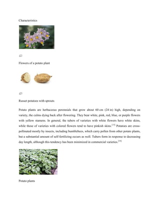 Characteristics

Flowers of a potato plant

Russet potatoes with sprouts
Potato plants are herbaceous perennials that grow about 60 cm (24 in) high, depending on
variety, the culms dying back after flowering. They bear white, pink, red, blue, or purple flowers
with yellow stamens. In general, the tubers of varieties with white flowers have white skins,
while those of varieties with colored flowers tend to have pinkish skins.[15] Potatoes are crosspollinated mostly by insects, including bumblebees, which carry pollen from other potato plants,
but a substantial amount of self-fertilizing occurs as well. Tubers form in response to decreasing
day length, although this tendency has been minimized in commercial varieties.[16]

Potato plants

 
