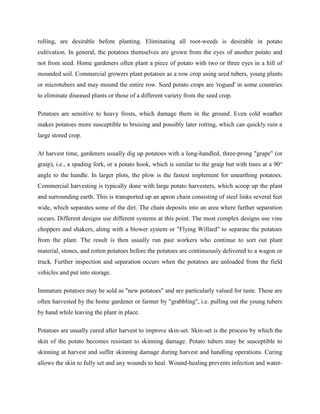 rolling, are desirable before planting. Eliminating all root-weeds is desirable in potato
cultivation. In general, the potatoes themselves are grown from the eyes of another potato and
not from seed. Home gardeners often plant a piece of potato with two or three eyes in a hill of
mounded soil. Commercial growers plant potatoes as a row crop using seed tubers, young plants
or microtubers and may mound the entire row. Seed potato crops are 'rogued' in some countries
to eliminate diseased plants or those of a different variety from the seed crop.
Potatoes are sensitive to heavy frosts, which damage them in the ground. Even cold weather
makes potatoes more susceptible to bruising and possibly later rotting, which can quickly ruin a
large stored crop.
At harvest time, gardeners usually dig up potatoes with a long-handled, three-prong "grape" (or
graip), i.e., a spading fork, or a potato hook, which is similar to the graip but with tines at a 90°
angle to the handle. In larger plots, the plow is the fastest implement for unearthing potatoes.
Commercial harvesting is typically done with large potato harvesters, which scoop up the plant
and surrounding earth. This is transported up an apron chain consisting of steel links several feet
wide, which separates some of the dirt. The chain deposits into an area where further separation
occurs. Different designs use different systems at this point. The most complex designs use vine
choppers and shakers, along with a blower system or "Flying Willard" to separate the potatoes
from the plant. The result is then usually run past workers who continue to sort out plant
material, stones, and rotten potatoes before the potatoes are continuously delivered to a wagon or
truck. Further inspection and separation occurs when the potatoes are unloaded from the field
vehicles and put into storage.
Immature potatoes may be sold as "new potatoes" and are particularly valued for taste. These are
often harvested by the home gardener or farmer by "grabbling", i.e. pulling out the young tubers
by hand while leaving the plant in place.
Potatoes are usually cured after harvest to improve skin-set. Skin-set is the process by which the
skin of the potato becomes resistant to skinning damage. Potato tubers may be susceptible to
skinning at harvest and suffer skinning damage during harvest and handling operations. Curing
allows the skin to fully set and any wounds to heal. Wound-healing prevents infection and water-

 