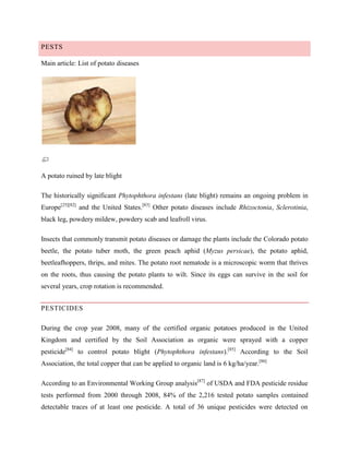 PESTS
Main article: List of potato diseases

A potato ruined by late blight
The historically significant Phytophthora infestans (late blight) remains an ongoing problem in
Europe[25][82] and the United States.[83] Other potato diseases include Rhizoctonia, Sclerotinia,
black leg, powdery mildew, powdery scab and leafroll virus.
Insects that commonly transmit potato diseases or damage the plants include the Colorado potato
beetle, the potato tuber moth, the green peach aphid (Myzus persicae), the potato aphid,
beetleafhoppers, thrips, and mites. The potato root nematode is a microscopic worm that thrives
on the roots, thus causing the potato plants to wilt. Since its eggs can survive in the soil for
several years, crop rotation is recommended.
PESTICIDES
During the crop year 2008, many of the certified organic potatoes produced in the United
Kingdom and certified by the Soil Association as organic were sprayed with a copper
pesticide[84] to control potato blight (Phytophthora infestans).[85] According to the Soil
Association, the total copper that can be applied to organic land is 6 kg/ha/year.[86]
According to an Environmental Working Group analysis[87] of USDA and FDA pesticide residue
tests performed from 2000 through 2008, 84% of the 2,216 tested potato samples contained
detectable traces of at least one pesticide. A total of 36 unique pesticides were detected on

 
