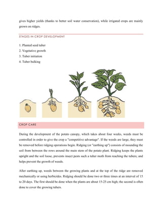 gives higher yields (thanks to better soil water conservation), while irrigated crops are mainly
grown on ridges.
STAGES IN CROP DEVELOPMENT

1. Planted seed tuber
2. Vegetative growth
3. Tuber initiation
4. Tuber bulking

CROP CARE

During the development of the potato canopy, which takes about four weeks, weeds must be
controlled in order to give the crop a "competitive advantage". If the weeds are large, they must
be removed before ridging operations begin. Ridging (or "earthing up") consists of mounding the
soil from between the rows around the main stem of the potato plant. Ridging keeps the plants
upright and the soil loose, prevents insect pests such a tuber moth from reaching the tubers; and
helps prevent the growth of weeds.
After earthing up, weeds between the growing plants and at the top of the ridge are removed
mechanically or using herbicides. Ridging should be done two or three times at an interval of 15
to 20 days. The first should be done when the plants are about 15-25 cm high; the second is often
done to cover the growing tubers.

 