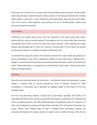 Insect pests can wreak havoc in a potato patch. Recommended control measures include regular
monitoring and steps to protect the pests' natural enemies. Even damage caused by the Colorado
Potato Beetle, a major pest, can be reduced by destroying beetles, eggs and larvae that appear
early in the season, while sanitation, crop rotations and use of resistant potato varieties help
prevent the spread of nematodes.
HARVESTING

Yellowing of the potato plant's leaves and easy separation of the tubers from their stolons
indicate that the crop has reached maturity. If the potatoes are to be stored rather than consumed
immediately, they are left in the soil to allow their skins to thicken - thick skins prevent storage
diseases and shrinkage due to water loss. However, leaving tubers for too long in the ground
increases their exposure to a fungal incrustation called black scurf.
To facilitate harvesting, the potato vines should be removed two weeks before the potatoes are
dug up. Depending on the scale of production, potatoes are harvested using a spading fork, a
plough or commercial potato harvesters that unearth the plant and shake or blow the soil from the
tubers. During harvesting, it is important to avoid bruising or other injury, which provide entry
points for storage diseases.
STORAGE

Since the newly harvested tubers are living tissue – and therefore subject to deterioration - proper
storage is essential, both to prevent post-harvest losses of potatoes destined for fresh
consumption or processing, and to guarantee an adequate supply of seed tubers for the next
cropping season.
For ware and processing potatoes, storage aims at preventing "greening" (the build up of
chlorophyll beneath the peel, which is associated with solanine, a potentially toxic alkaloid) and
losses in weight and quality. The tubers should be kept at a temperature of 6 to 8°C degrees, in a
dark, well-ventilated environment with high relative humidity (85 to 90 percent). Seed tubers are
stored, instead, under diffused light in order to maintain their germination capacity and
encourage development of vigorous sprouts. In regions, such as northern Europe, with only one

 