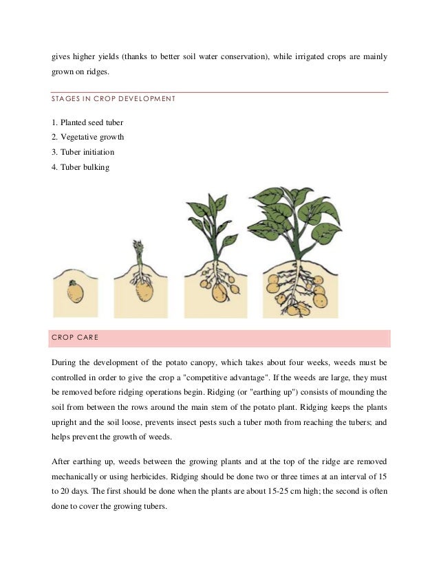 Report On Potato Report On Potato
