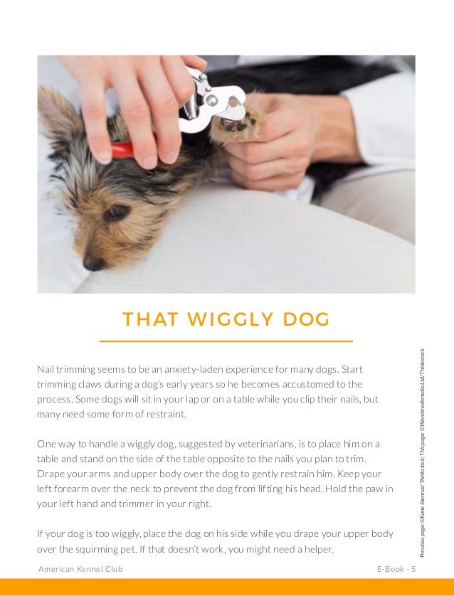 Best Way To Clip A Dog Best Way To Clip A Dog