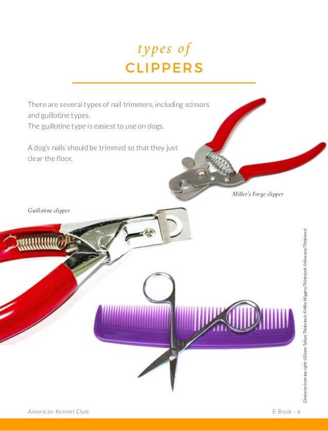 Can You Clip Dogs With Human Clippers Can You Clip Dogs With Human Clippers