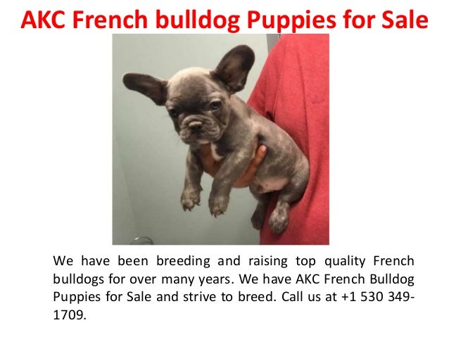 mini french bulldog puppies for sale near me