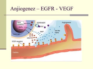 An j iogene z – EGFR - VEGF 