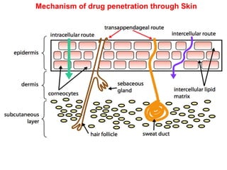 Mechanism of drug penetration through Skin
 