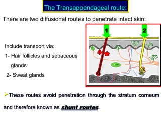 Include transport via:
1- Hair follicles and sebaceous
glands
2- Sweat glands
1 2
These routes avoid penetration through the stratum corneum
and therefore known as shunt routes.
The Transappendageal route:
The Transappendageal route:
There are two diffusional routes to penetrate intact skin:
 