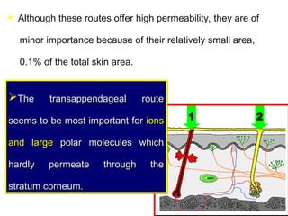1 2
 Although these routes offer high permeability, they are of
minor importance because of their relatively small area,
0.1% of the total skin area.
The transappendageal route
The transappendageal route
seems to be most important for
seems to be most important for ions
ions
and large
and large polar molecules which
polar molecules which
hardly permeate through the
hardly permeate through the
stratum corneum.
stratum corneum.
 