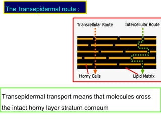 Transepidermal transport means that molecules cross
the intact horny layer stratum corneum
The
The transepidermal route :
transepidermal route :
 
