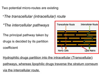 Two potential micro-routes are existing
*The transcellular (intracellular) route
*The intercellular pathways
The principal pathway taken by
drugs is decided by its partition
coefficient
Hydrophilic drugs partition into the intracellular (Transcellular)
pathways, whereas lipophilic drugs traverse the stratum corneum
via the intercellular route.
 