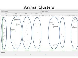 Animal Clusters
 