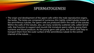 SPERMATOGENESI
• The origin and development of the sperm cells within the male reproductive organs,
the testes. The testes are composed of numerous thin tightly coiled tubules known as
the seminiferous tubules; the sperm cells are produced within the walls of the tubules.
Within the walls of the tubules, also, are many randomly scattered cells, called Sertoli
cells, that function to support and nourish the immature sperm cells by giving them
nutrients and blood products. As the young germ cells grow, the Sertoli cells help to
transport them from the outer surface of the seminiferous tubule to the central
channel of the tubule……
 