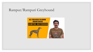 Rampur/Rampuri Greyhound
 