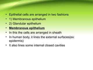 • Epithelial cells are arranged in two fashions
• 1) Membranous epithelium
• 2) Glandular epithelium
• Membranous epithelium
• In this the cells are arranged in sheath
• In human body, it lines the external surfaces(ex:
epidermis)
• It also lines some internal closed cavities
 