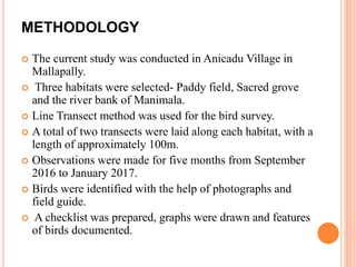 METHODOLOGY
 The current study was conducted in Anicadu Village in
Mallapally.
 Three habitats were selected- Paddy field, Sacred grove
and the river bank of Manimala.
 Line Transect method was used for the bird survey.
 A total of two transects were laid along each habitat, with a
length of approximately 100m.
 Observations were made for five months from September
2016 to January 2017.
 Birds were identified with the help of photographs and
field guide.
 A checklist was prepared, graphs were drawn and features
of birds documented.
 