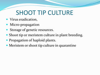 SHOOT TIP CULTURE
 Virus eradication,
 Micro-propagation
 Storage of genetic resources.
 Shoot tip or meristem culture in plant breeding.
 Propagation of haploid plants.
 Meristem or shoot tip culture in quarantine
 