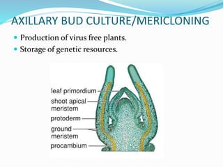 AXILLARY BUD CULTURE/MERICLONING
 Production of virus free plants.
 Storage of genetic resources.
 
