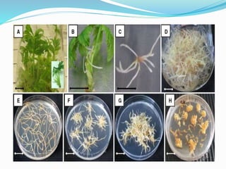 Akhil joy ppt .plant biotech