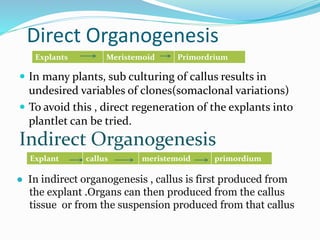 Direct Organogenesis
 In many plants, sub culturing of callus results in
undesired variables of clones(somaclonal variations)
 To avoid this , direct regeneration of the explants into
plantlet can be tried.
Explants Meristemoid Primordrium
Indirect Organogenesis
Explant callus meristemoid primordium
● In indirect organogenesis , callus is first produced from
the explant .Organs can then produced from the callus
tissue or from the suspension produced from that callus
 
