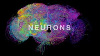 N E U R O N S
 
