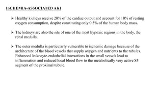  Healthy kidneys receive 20% of the cardiac output and account for 10% of resting
oxygen consumption, despite constituting only 0.5% of the human body mass.
 The kidneys are also the site of one of the most hypoxic regions in the body, the
renal medulla.
 The outer medulla is particularly vulnerable to ischemic damage because of the
architecture of the blood vessels that supply oxygen and nutrients to the tubules.
Enhanced leukocyte-endothelial interactions in the small vessels lead to
inflammation and reduced local blood flow to the metabolically very active S3
segment of the proximal tubule.
ISCHEMIA-ASSOCIATED AKI
 