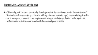  Clinically, AKI more commonly develops when ischemia occurs in the context of
limited renal reserve (e.g., chronic kidney disease or older age) or coexisting insults
such as sepsis, vasoactive or nephrotoxic drugs, rhabdomyolysis, or the systemic
inflammatory states associated with burns and pancreatitis.
ISCHEMIA-ASSOCIATED AKI
 