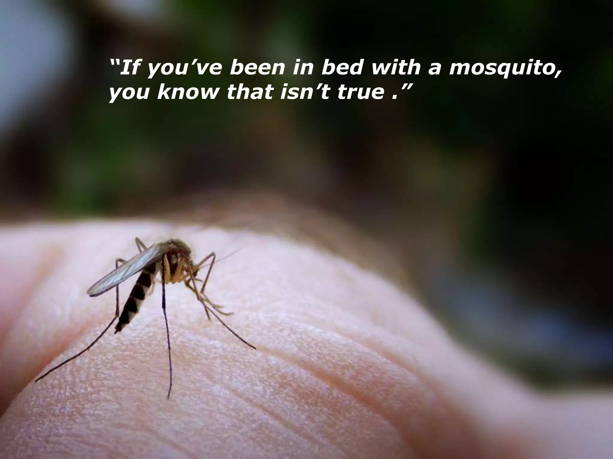 “If you’ve been in bed with a mosquito,
you know that isn’t true .”
 