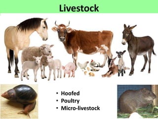 Livestock and Economic Well-being in Africa