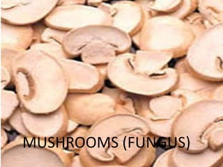 MUSHROOMS (FUNGUS)
 