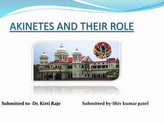 AKINETES AND THEIR ROLE
Submitted to- Dr. Kirti Raje Submitted by-Shiv kumar patel
 