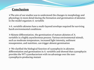 Conclusion
The aim of our studies was to understand the changes in morphology and
physiology in more detail during the formation and germination of akinetes
in the model organism A. variabilis
A. variabilis akinetes have a multi-layered envelope required for surviving
harsh environmental conditions
Akinete differentiation, the germination of mature akinetes of A.
variabilis is a highly asynchronous process. Various environmental stimuli,
such as moderate temperature, increased light intensity, sediment
resuspension, and nutrition, can trigger akinete germination
 We clarified the biological function of cyanophycin in akinetes
differentiation and germination in A. variabilis and showed that cyanophycin
provides the WT cyanobacterium with no advantage over the non-
cyanophycin-producing mutant
 