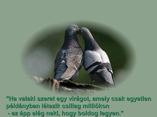 "Ha valaki szeret egy virágot, amely csak egyetlen
példányban létezik csillag milliókon
- ez épp elég neki, hogy boldog legyen."

 