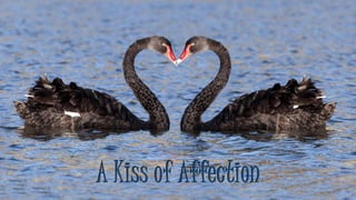 A Kiss of Affection