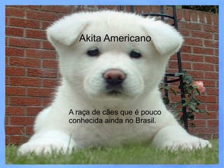 Akita Americano A raça de cães que é pouco conhecida ainda no Brasil. 