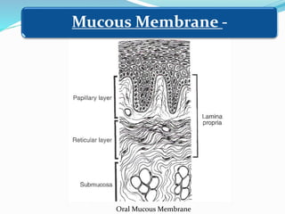 Oral Mucous Membrane
Mucous Membrane -
 