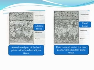 Gland
tissueAdipose
tissue
Anterolateral part of the hard
palate, with abundant adipose
tissue
Posterolateral part of the hard
palate, with abundant gland
tissue
 